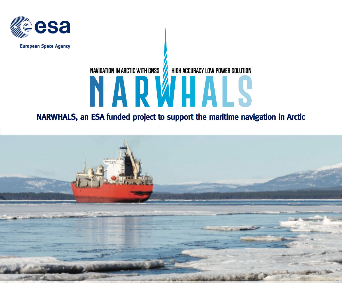 narwhals